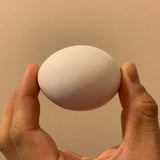 Real Easter Eggs